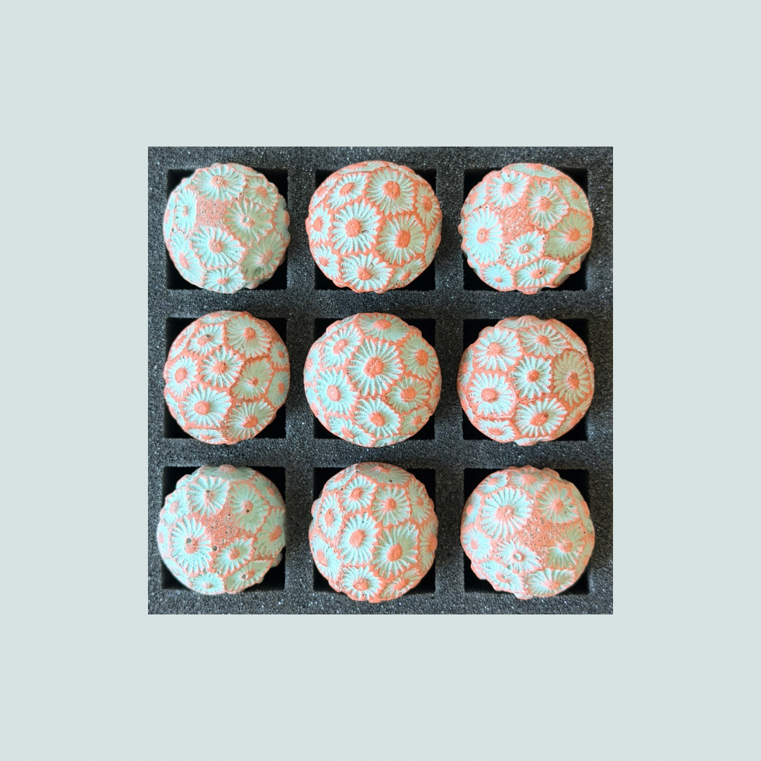 2026 Seconds | Tiny | Coral | Batch #3