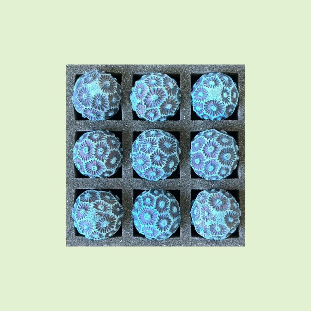 2026 Seconds | Tiny | Coral | Batch #2