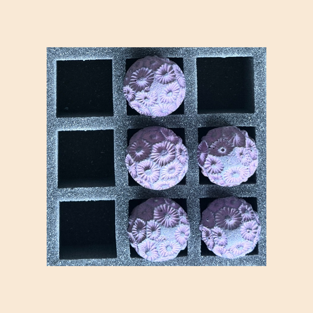 2026 Seconds | Tiny | Coral | Batch #142