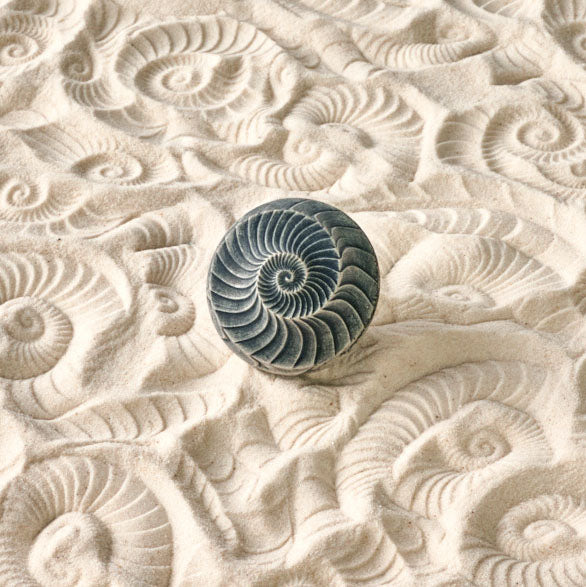 Ammonite | Sand Wonk