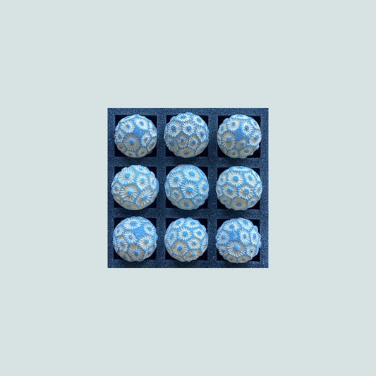 2026 Seconds  | Tiny | Coral | Batch #4