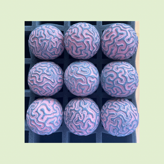 2026 Seconds  | Extra Large | Brain Coral | Batch #105