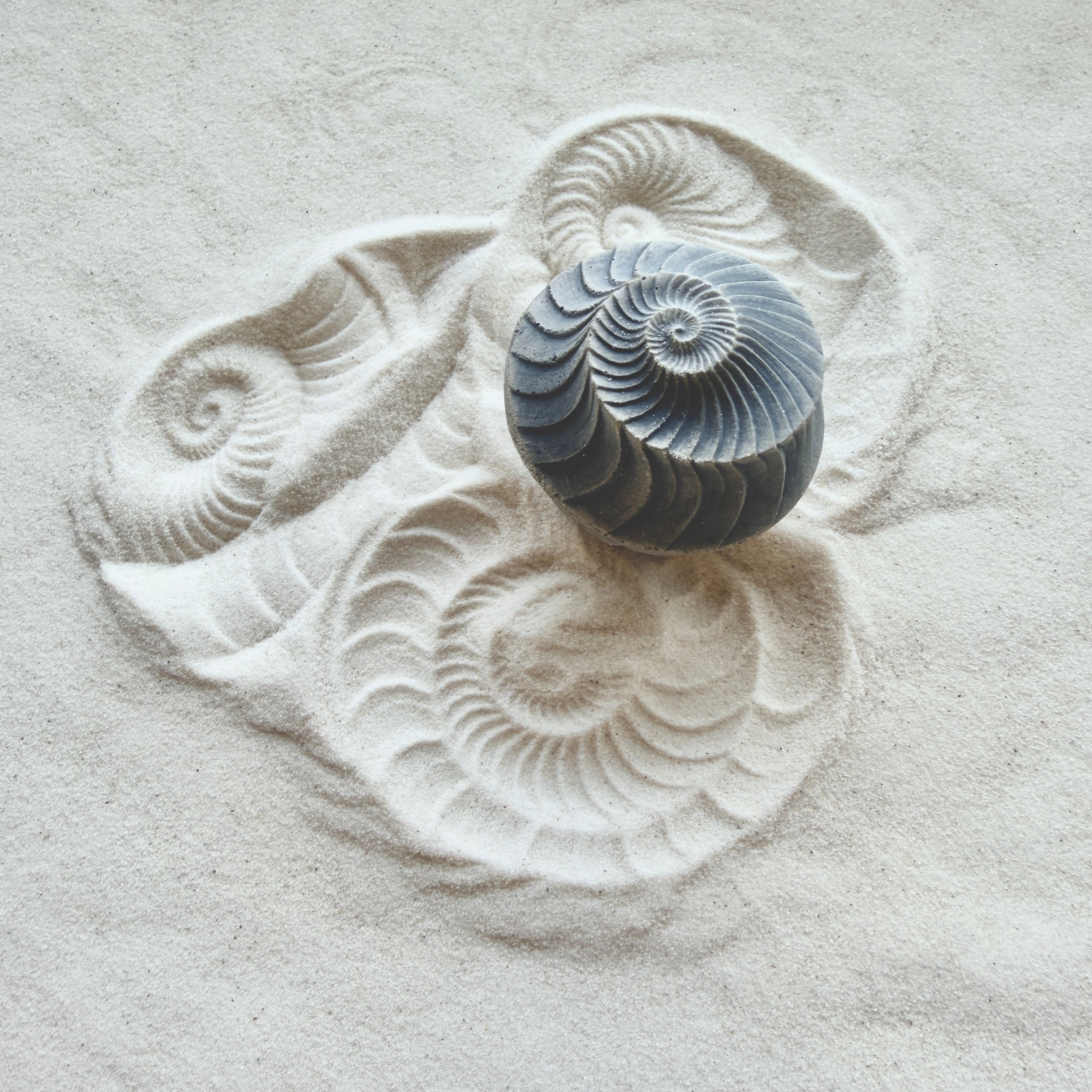 Ammonite | Sand Wonk – Olander Earthworks Ammonite | Sand Wonk – Olander Earthworks