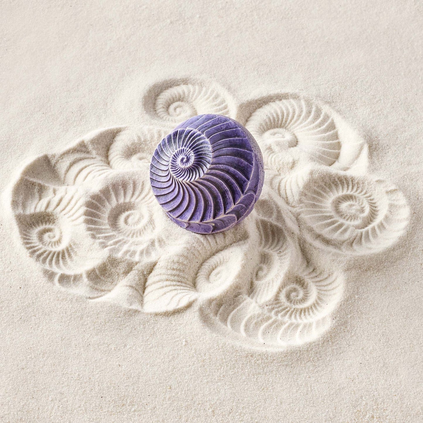 Ammonite | Sand Wonk