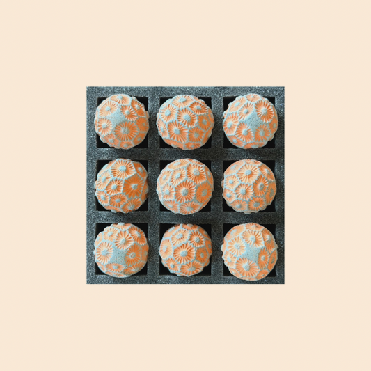 2026 Seconds  | Tiny | Coral | Batch #173