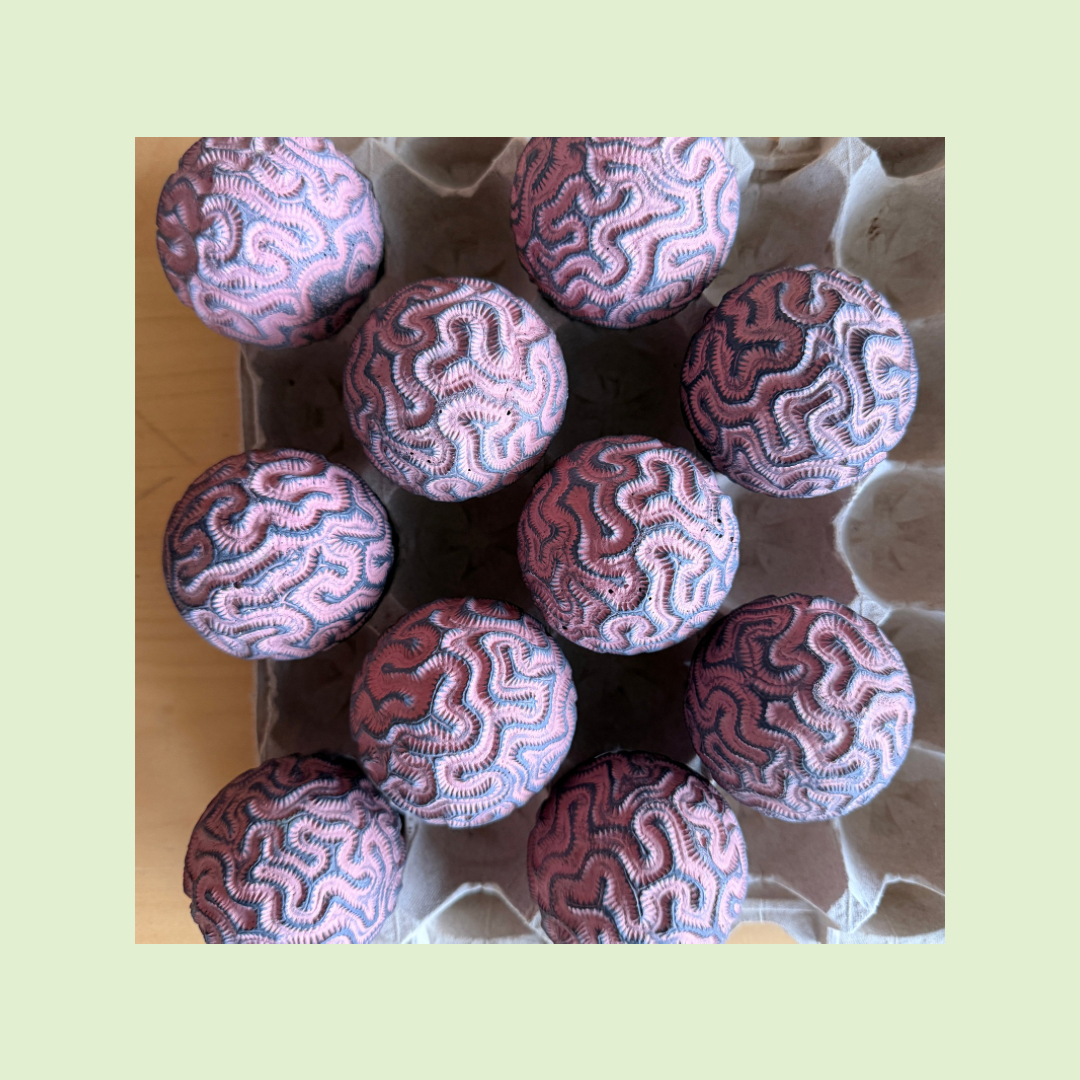 2026 Seconds  | Extra Large | Drought | Batch #226