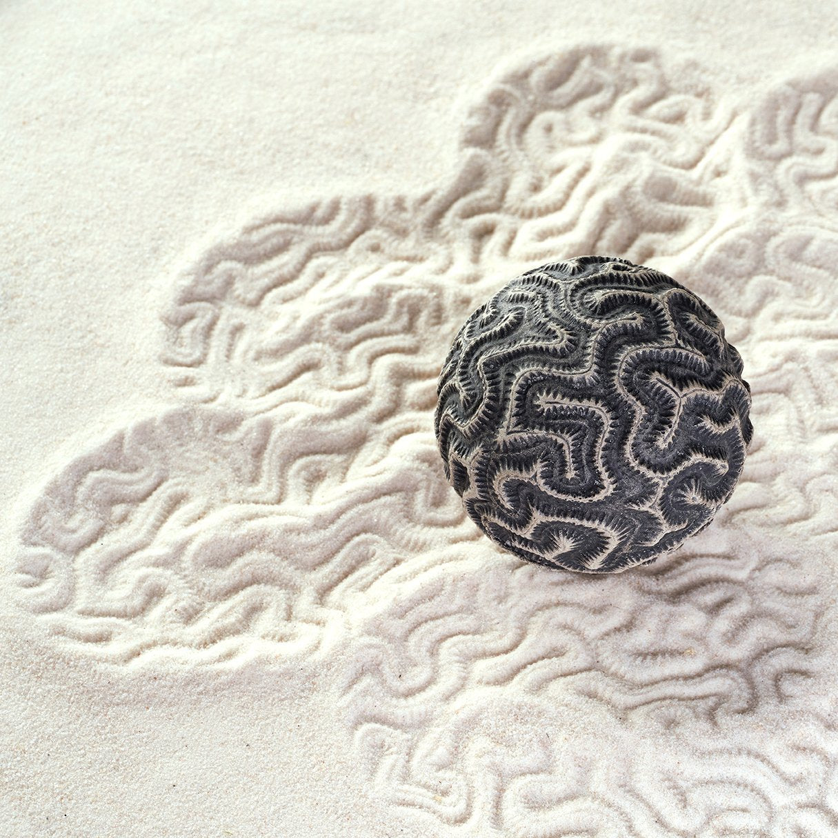 Sand Sphere | Brain Coral | Large